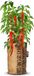 Baza Pepperclub Bio Anaheim Chili Red