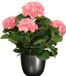 Mica Decorations Hortensia kunstplant/kunstbloemen 45 cm - roze - in pot titanium grijs glans - Kunst kamerplant
