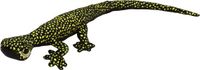 Nature Planet knuffel Arizona Gekko Hagedis - pluche - zwart/geel - 112 cm