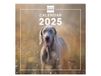 Finocam Internationale wandfotokalender 2025, 1 maand per pagina, januari 2025 – december 2025 (12 maanden), honden