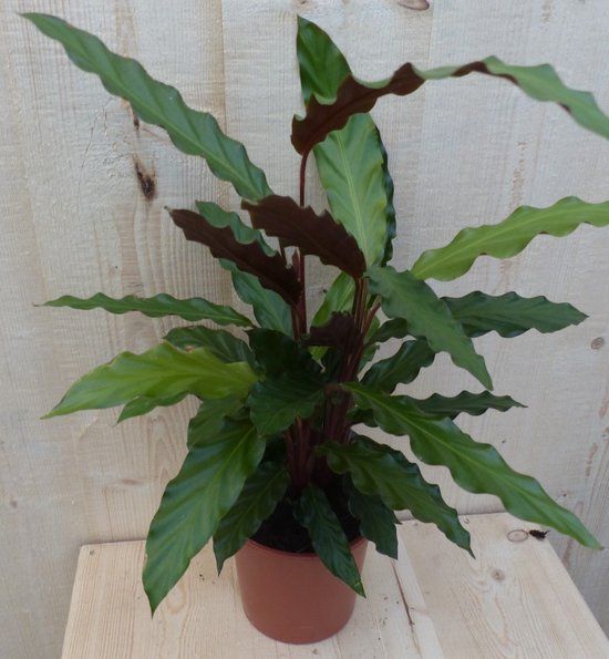 Warentuin Natuurlijk Calathea Wave Star Pauwenplant