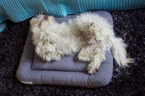 Doctor Bark Dog Cushion - S - Grijs