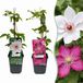 Green boutiQ - 4x Clematis Duo Pink & White - Bosrank - Wit - Roze - Klimplant - Ø9cm - 35cm