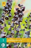 Jub Holland Fritillaria persica bloembollen - Paars - 2 zakjes
