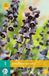 Jub Holland Fritillaria persica bloembollen - Paars - 2 zakjes