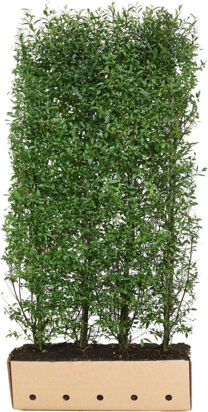 Merkloos Ligustrum vulgare atrovirens 200 cm