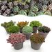 Green boutiQ - Bodembedekker - Winterhard - Alpine Mix - 8 Planten - Diversen Kleuren - Weinig Onderhoud - Pot 14cm Hoogte 17cm