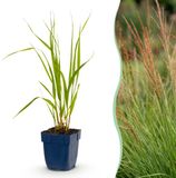 Green boutiQ - Molinia caer. Heidebraut - Pijpestrootje - 24 planten - Pot 11cm - Groen