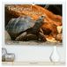 Turtles Calvendo Turtles and Tortoise / UK-Version (High Quality Premium Wall Calendar 2027 DIN A2 landscape)