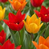 Green boutiQ - 200x Tulipa Praestans Mix - Voorjaarsbloeier