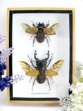 Vraie préparation d'insectes dans une boîte d'exposition en bois derrière verre