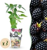 Plantenboetiek.nl Doornloze Braam - Rubus Thornfree - Winterhard - 3 Planten - Ø9cm - 15-25cm hoog - Tuinplant