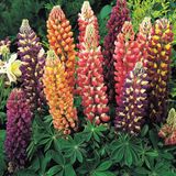 Sluis Garden Lupinus Russell Hybrids Mix Bloemzaden