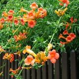 Campsis Campsis tagliabuana 'Madame Galen' - Trompetbloem 50-60 cm in pot
