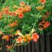Arborix Campsis Campsis tagliabuana 'Madame Galen' - Trompetbloem 50-60 cm in pot