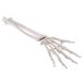 3B Scientific menselijke anatomie - handskelet met onderarm, elastisch gemonteerd - 3B Smart Anatomy