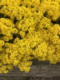 GRDplanten Groendecor Tuinarchitectuur 6x Schildzaad - Aurinia saxatilis 'Compacta' | 9x9 cm pot