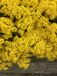 GRDplanten Groendecor Tuinarchitectuur 6x Schildzaad - Aurinia saxatilis 'Compacta' | 9x9 cm pot
