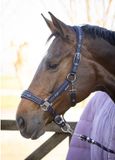 Harry's Horse Halsterset EQS Dark-Navy - Shet | bordeaux | Halstertouw paard