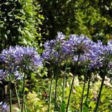 Arborix Agapanthus 6 x Agapanthus Africanus - Tuberoos/Afrikaanse lelie pot 9x9 cm