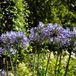 Arborix Agapanthus 6 x Agapanthus Africanus - Tuberoos/Afrikaanse lelie pot 9x9 cm