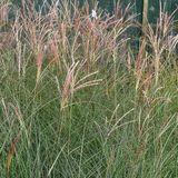 Arborix 6 x Miscanthus Sinensis 'Gracillimus' - Scherpgroen pot 9x9cm - Elegant Siergras met Minimale Grondvereisten