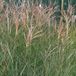 Arborix 6 x Miscanthus Sinensis 'Gracillimus' - Scherpgroen pot 9x9cm - Elegant Siergras met Minimale Grondvereisten