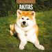 Akita Calendrier 2027