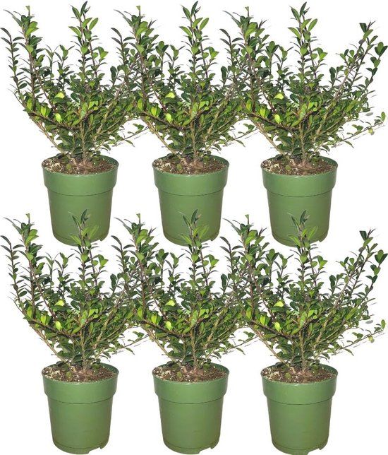 Plants by Frank | 6x Ilex crenata 'Jenny'® Ø12 cm - 20 cm | 1 strekkende meter hulsthaag | winterharde haagplanten | Groenblijvende haag | Tuinplanten | Planten