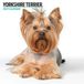 Magnet & Steel Yorkshire Terrier Modern Kalender 2027 Wandkalender