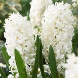 Merkloos / Sans marque Dutch Bulbs B.V. Hyacint Bloembollen Winterhard - Hyacinthus - White Pearl - 15 stuks - Wit