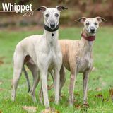 Avonside Whippet Kalender 2027