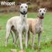 Avonside Whippet Kalender 2027
