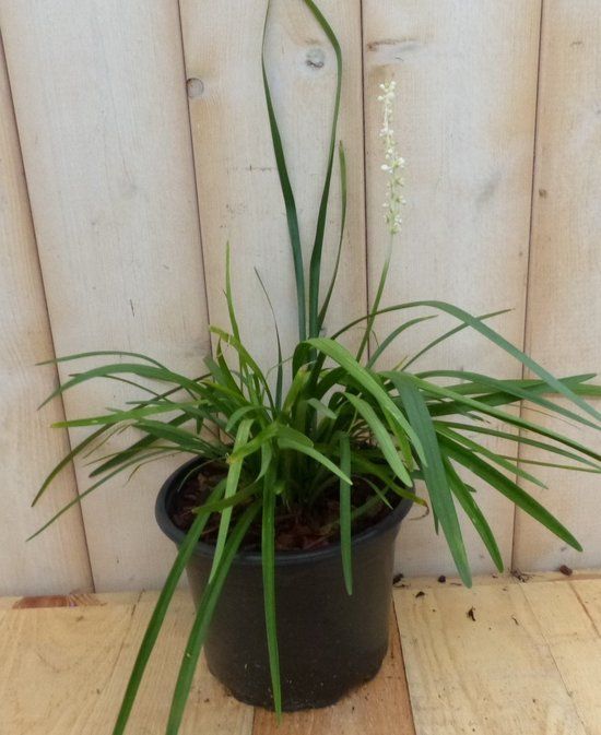 Warentuin natuurlijk Leliegras wit