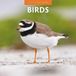 Red Robin Vogels Kalender 2027 Wandkalender