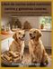 Libro de cocina sobre nutrición canina y golosinas caseras
