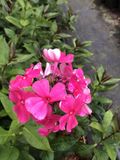 GRDplanten Groendecor Tuinarchitectuur 6x Vlamboem - Phlox (p) 'Tenor' | 9x9 cm pot
