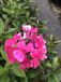 GRDplanten Groendecor Tuinarchitectuur 6x Vlamboem - Phlox (p) 'Tenor' | 9x9 cm pot