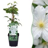 Green boutiQ - 4x Clematis Huldine - Bosrank - Wit - Klimplant - Ø9cm - 35cm