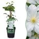 Green boutiQ - 4x Clematis Huldine - Bosrank - Wit - Klimplant - Ø9cm - 35cm
