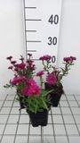 Aster 6x Aster - Aster n.b. 'Royal Ruby' | pot de 9x9 cm