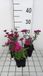 GRDplanten Aster 6x Aster - Aster n.b. 'Royal Ruby' | 9x9 cm pot
