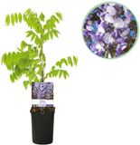 Green boutiQ Blauwe regen - Wisteria floribunda Prolific - Bloem Blauw - 1 plant - Pot 11cm Hoogte 40cm