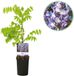 Green boutiQ Blauwe regen - Wisteria floribunda Prolific - Bloem Blauw - 1 plant - Pot 11cm Hoogte 40cm