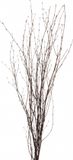 Bellatio Flowers & Plants Paastakken - Natuurlijk hout voor binnen - 75 cm