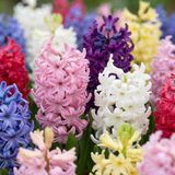 Green boutiQ - 20x Hyacinthus mix - Hyacint mix - Diversen - Voorjaarsbloeier - Bolmaat 14/15