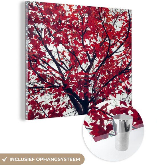 MuchoWow® Glasschilderij 20x20 cm - Esdoorn - Bladeren - Herfst - Foto op glas - Acrylaat - Multicolor
