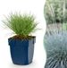 Green boutiQ Festuca glauca Blauwgras - 24 Planten - Pot 11cm