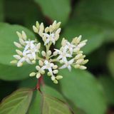 Arborix Bol Cornus Sanguinea 'Winter Beauty' - Rode kornoelje 40-60 cm pot