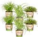 Bloomique Huisdiervriendelijk Mix - Set van 6 - Kamerplanten - Ø12 cm